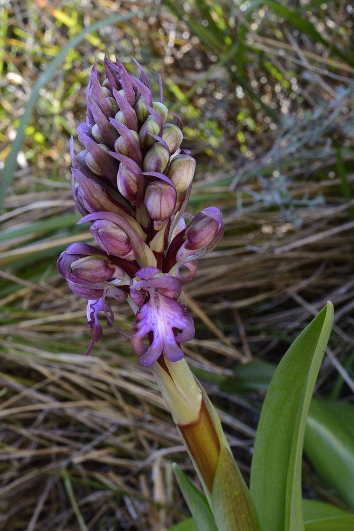 Barlia Robertiana